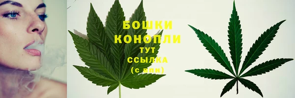 PSILOCYBIN Белокуриха